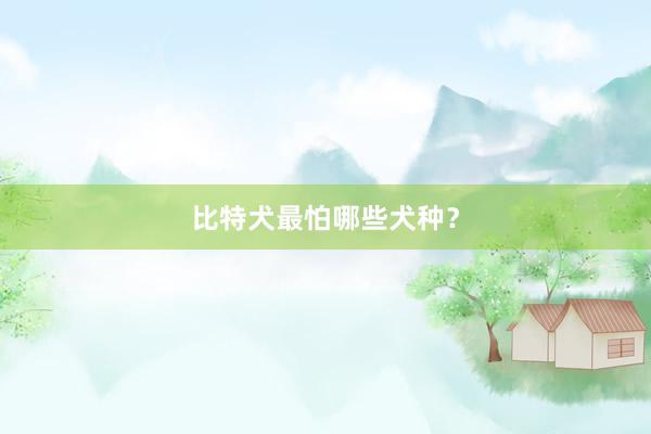 比特犬最怕哪些犬种？